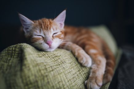 gato