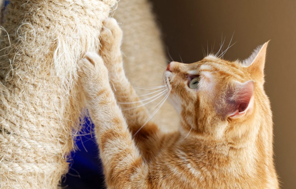 gato