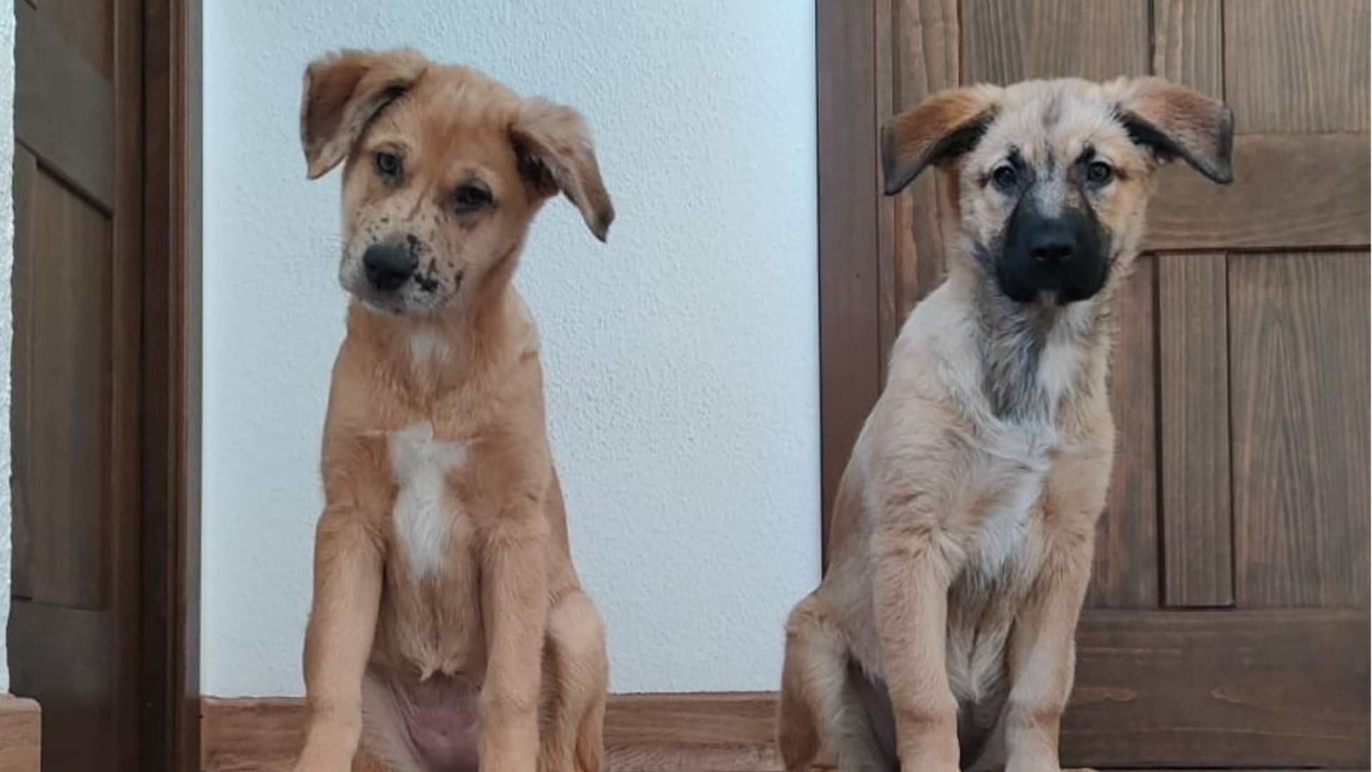 Las palabras que tus perros sí entienden