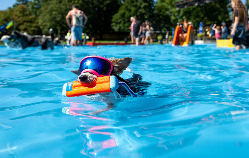 Perro en piscina