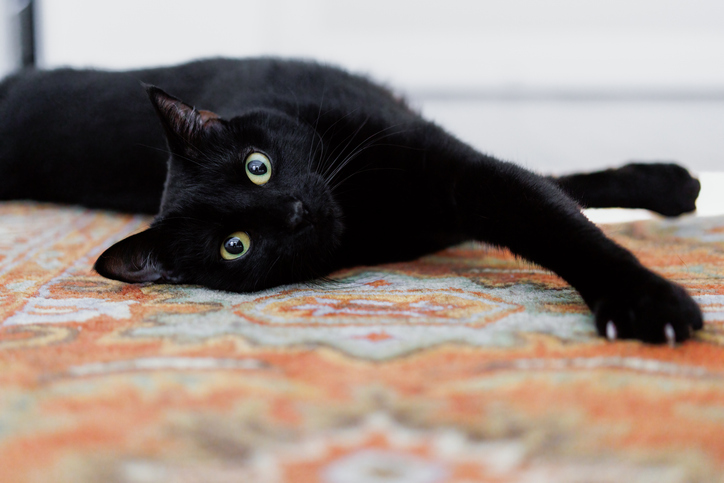 Gato negro