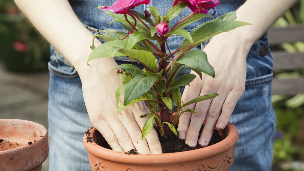 Plantfulness